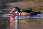 Wood Ducks 2023  Wood Ducks : Wood Ducks