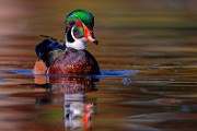 Wood Ducks 2023  Wood Ducks : Wood Ducks
