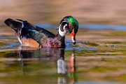 Wood Ducks 2023  Wood Ducks : Wood Ducks