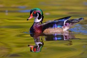 Wood Ducks 2023  Wood Ducks : Wood Ducks
