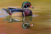 Wood Ducks, Fall 2021  Wood Ducks : Wood Ducks