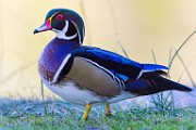 Wood Ducks, Fall 2021  Wood Ducks : Wood Ducks