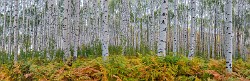 2017 Fall Colors  01  Colorado Fall Colors