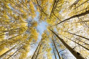 2017 Fall Colors  05  Colorado Fall Colors