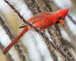 Northern Cardinal  Northern Cardinal : Northern Cardinal
