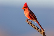 Northern Cardinal  Northern Cardinal : Northern Cardinal