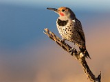 Gilded Flicker  Gilded Flicker : Gilded Flicker