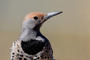 Gilded Flicker  Gilded Flicker : Gilded Flicker
