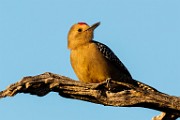 Gila Woodpecker  Gila Woodpecker : Gila Woodpecker