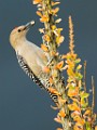 Gila Woodpecker  Gila Woodpecker : Gila Woodpecker