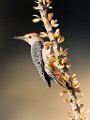 Gila Woodpecker  Gila Woodpecker : Gila Woodpecker