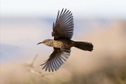 Curve-billed Trasher  Curve-billed Trasher : Curve-billed Trasher