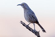 Curve-billed Trasher  Curve-billed Trasher : Curve-billed Trasher