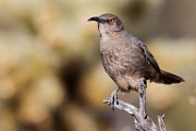 Curve-billed Trasher  Curve-billed Trasher : Curve-billed Trasher