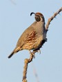 Gambel's Quail  Gambel's Quail : Gambel's Quail