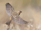 House Finch  House Finch : House Finch