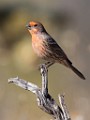 House Finch  House Finch : House Finch