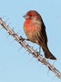 House Finch  House Finch : House Finch