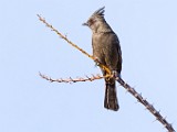 Phainopepla  Phainopepla : Phainopepla