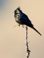Phainopepla  Phainopepla : Phainopepla