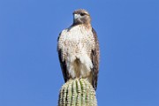 Red-tailed Hawk  Red-tailed Hawk : Red-tailed Hawk