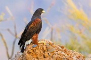 Harris's Hawk  Harris's Hawk : Harris's Hawk