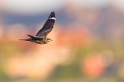 Birds of Southwest, July 2020