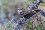 Lesser Nighthawk  Lesser Nighthawk : Lesser Nighthawk