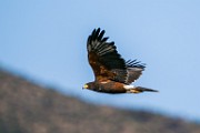 Harris's Hawk  Harris's Hawk : Harris's Hawk