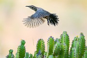 Cactus Wren  Cactus Wren : Cactus Wren
