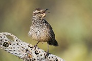 Cactus Wren  Cactus Wren : Cactus Wren