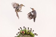 Curve-billed Thrasher and Northern Flicker  Curve-billed Thrasher and Northern Flicker : Curve-billed Thrasher and Northern Flicker