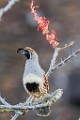 Gambel's Quail  Gambel's Quail : Gambel's Quail