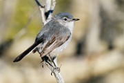 Black-tailed Gnatcatcher  Black-tailed Gnatcatcher : Black-tailed Gnatcatcher