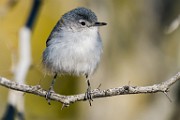 Black-tailed Gnatcatcher  Black-tailed Gnatcatcher : Black-tailed Gnatcatcher