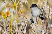 Black-tailed Gnatcatcher  Black-tailed Gnatcatcher : Black-tailed Gnatcatcher