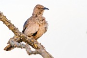 Curve-billed Thrasher  Curve-billed Thrasher : Curve-billed Thrasher