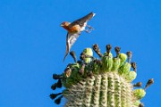 House Finch  House Finch : House Finch