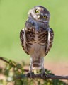 Burrowing Owls  Burrowing Owls : Burrowing Owls