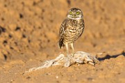 Burrowing Owls  Burrowing Owls : Burrowing Owls