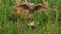 Burrowing Owls : burrowing owls