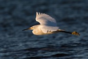 Snowy Egret - Sea of Cortez  Snowy Egret