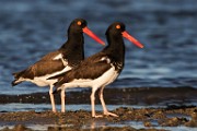 American oystercatcher - Sea of Cortez  American oystercatcher