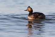 Eared Grebe - Sea of Cortez  Eared Grebe