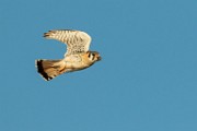 American Kestrel - Sea of Cortez  American Kestrel