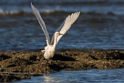 Snowy Egret - Sea of Cortez  Snowy Egret