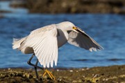 Snowy Egret - Sea of Cortez  Snowy Egret