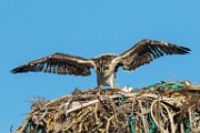 Osprey - Sea of Cortez  Osprey