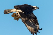 Osprey - Sea of Cortez  Osprey