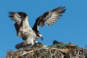 Osprey - Sea of Cortez  Osprey